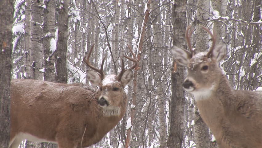 Whitetail Deer (Odocoileus Virginianus) In Saskatchewan, Canada Stock ...