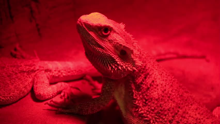 red light for lizards