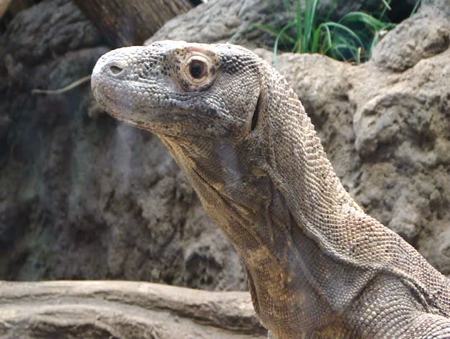 Komodo Dragon - Monitor Lizard [Varadus Komodoensis] Woodland Park Zoo ...