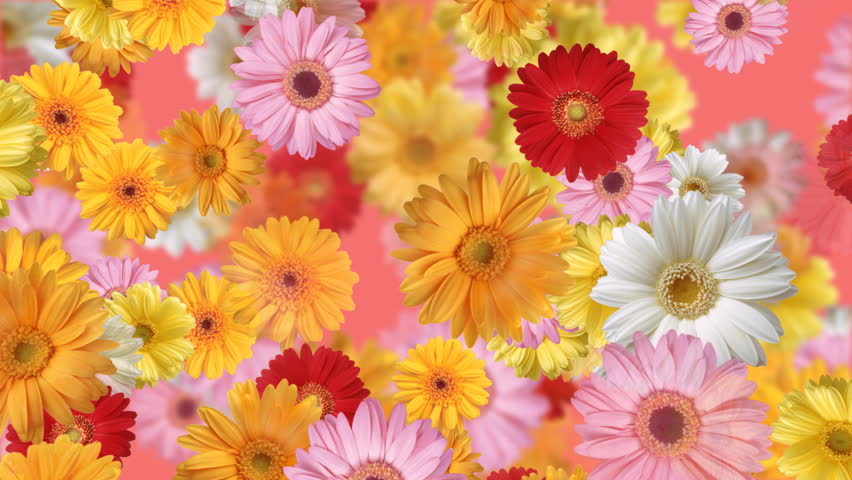  Gerbera  Flower Backgrounds  Stock Footage Video 100 