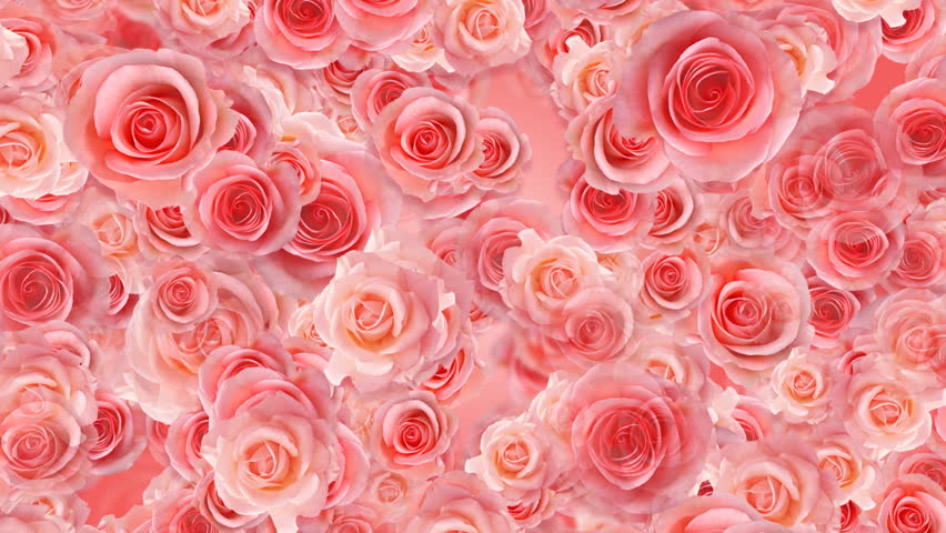 rose flower background