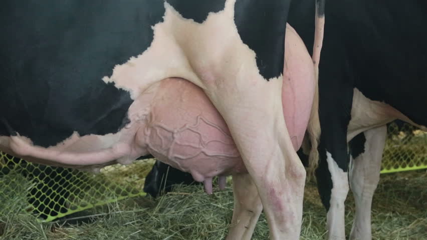 Hucow Udder