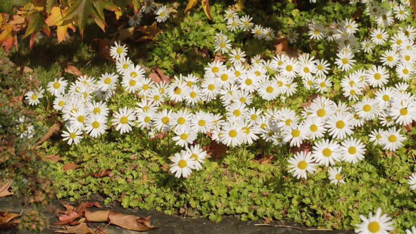 Arctanthemum Arkistovideomateriaalit - 4K- ja HD-videoleikkeet Shutterstock