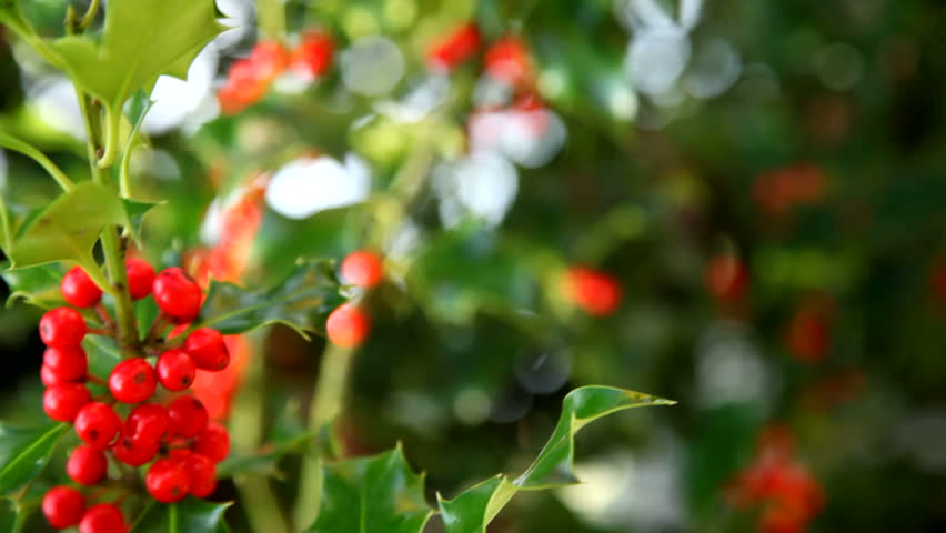 Header of Holly
