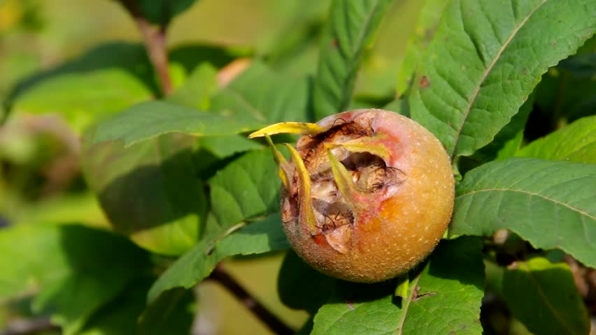 Header of Common Medlar