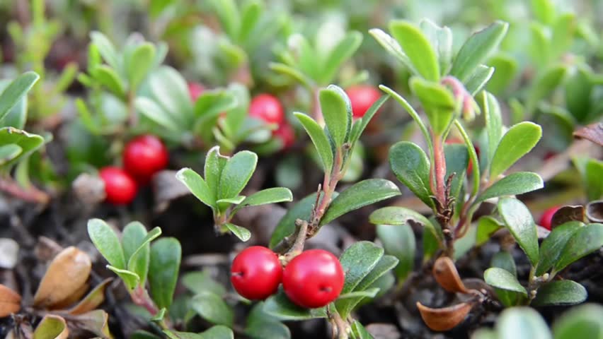 Header of bearberry