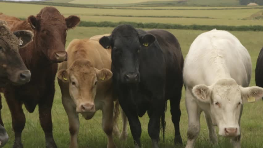 Red Holstein Bull And Cow - On Camera, The Netherlands. Holstein ...