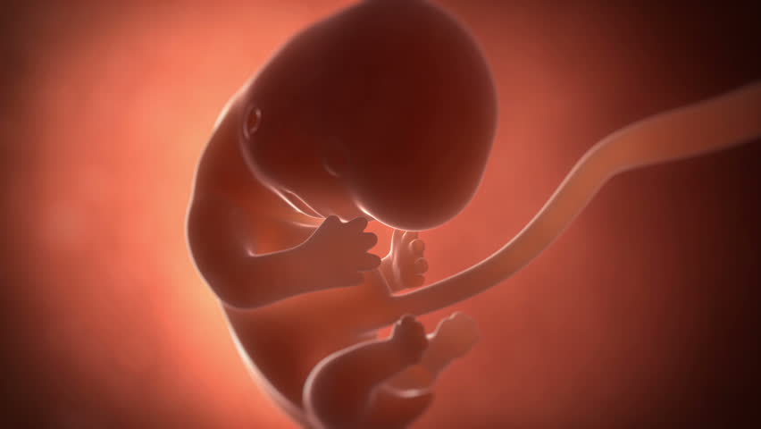 Pregnancy Week By Week Animation