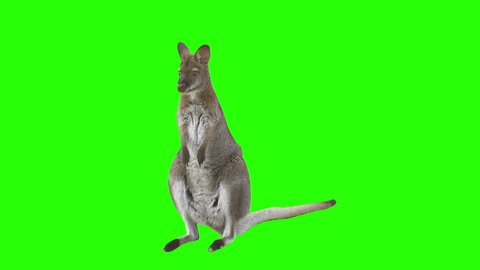 Kangaroo In Front Of Green Stock Footage Video 100 Royalty Free 5071844 Shutterstock