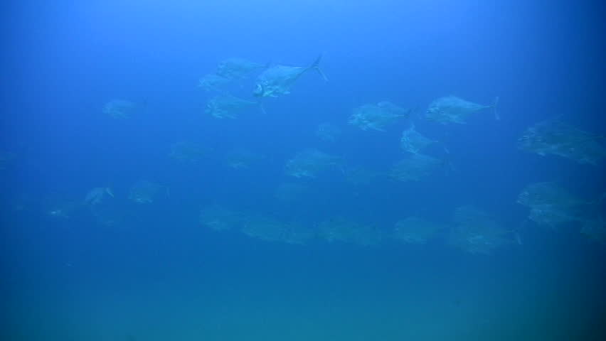 Header of Alectis indica