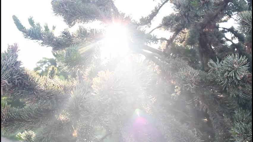 Header of chiaroscuro