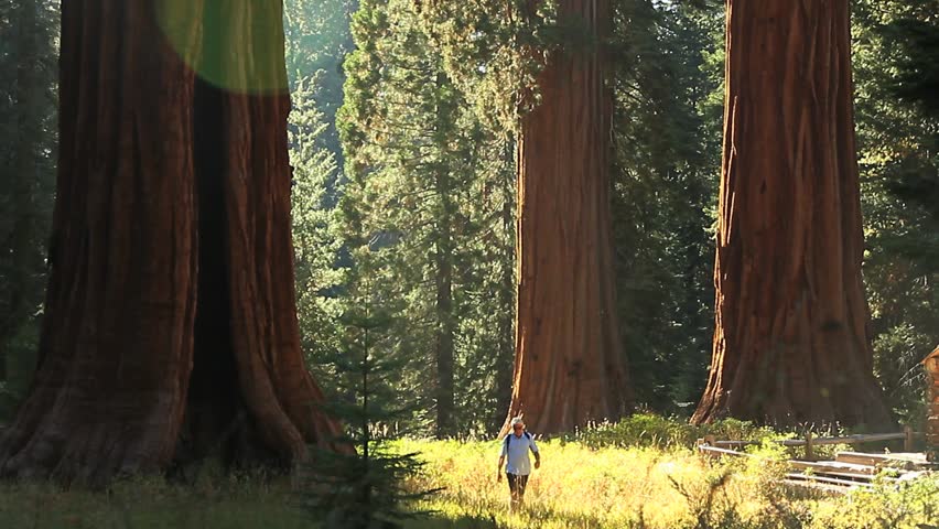 Man Hiking in Giant Sequoia Stock Footage Video (100% Royalty-free ...