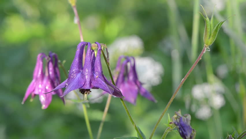 Closeup Of Small Bell Shaped Purple Stock Footage Video 100 Closeup Of Small Bell Shaped Purple Stock Footage Video 100 Royalty Free 5379194 Shutterstock