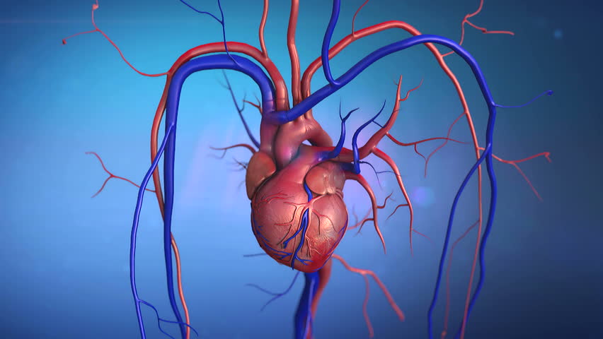   heart, Heart model w/clipping path, Human heart model, Full clipping path included, Human heart for medical study, Human Heart Anatomy - HD stock video clip