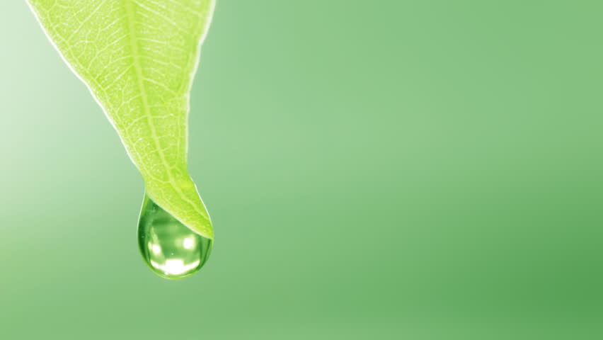 drop-falls-drop-falls-from-the-leaf-stock-footage-video-3965050-shutterstock