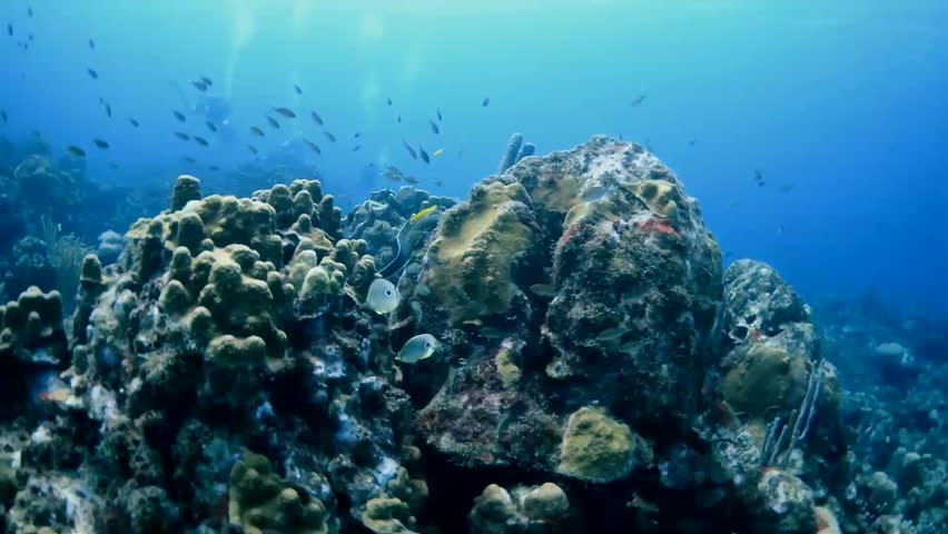 Header of curacoa