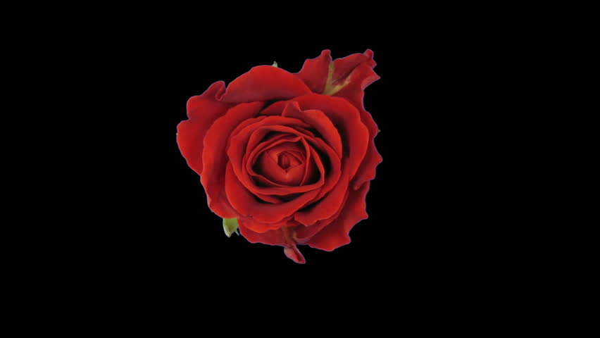 Header of el