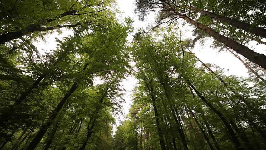 Gemischtrassiger Mopse Wald Pov