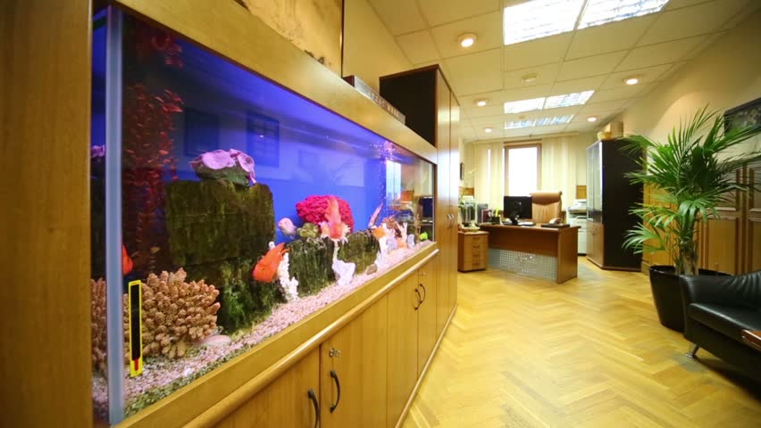 Fishes In Aquarium In Light Stock Footage Video 100 Royalty Free 5544974 Shutterstock