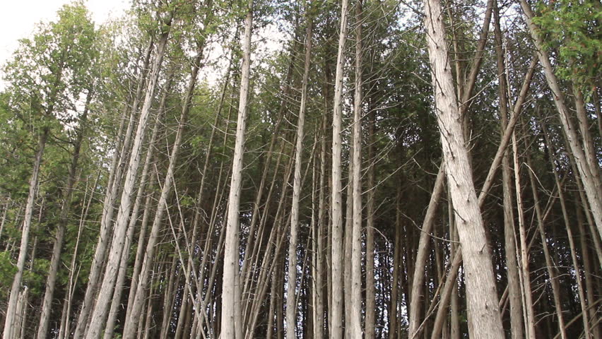 tall-skinny-trees-in-the-stock-footage-video-100-royalty-free