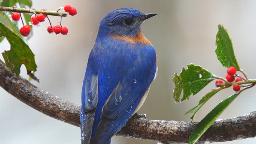 Eastern Bluebird (sialia Sialis) Male Stock Footage Video