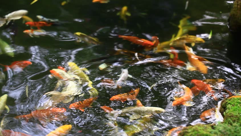 swimming with koi