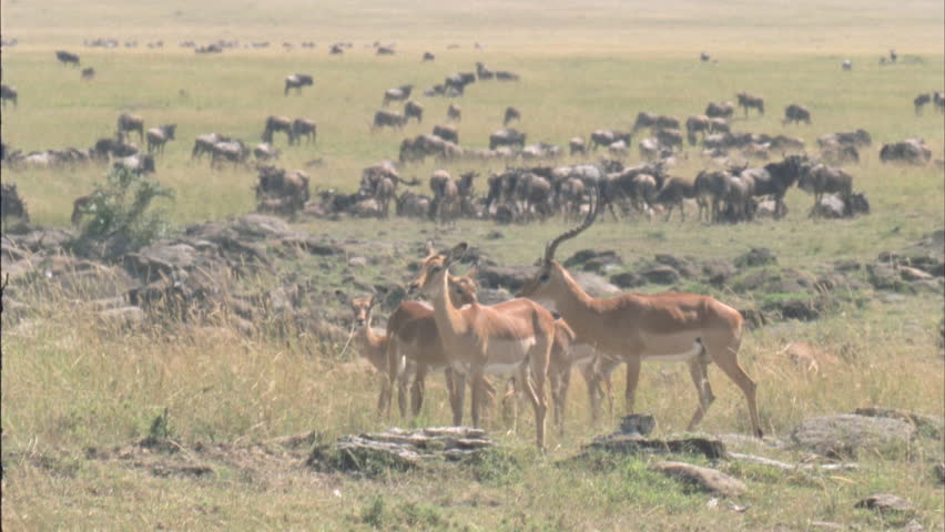 Wildebeest Mating Stock Footage Video 5757203 | Shutterstock