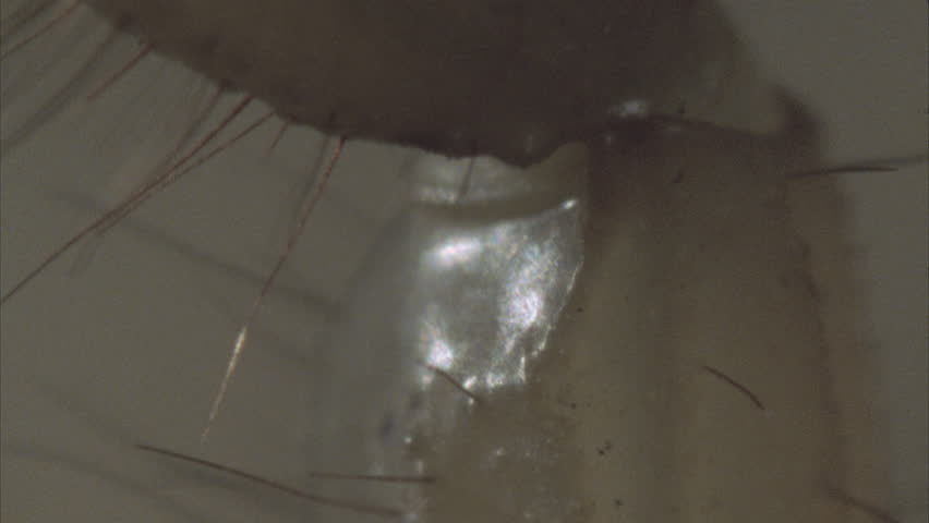 Header of stinger
