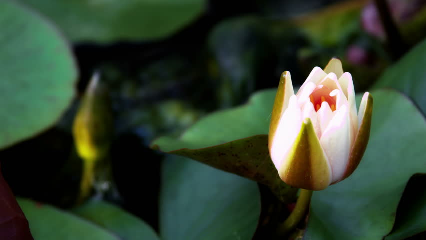 Video Footage Time Lapse Opening Of Waterlily Lotus Flower Is Red Hybrid Tea Rose Flowers Home In Green Background Flowerbed 4k