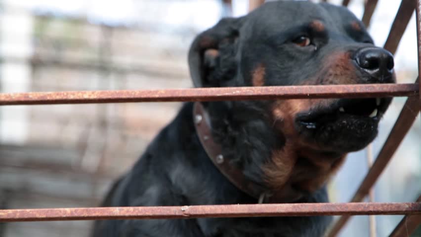 Header of Rottweiler