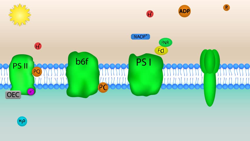mechanism of photosynthesis mechanism of photosynthesis