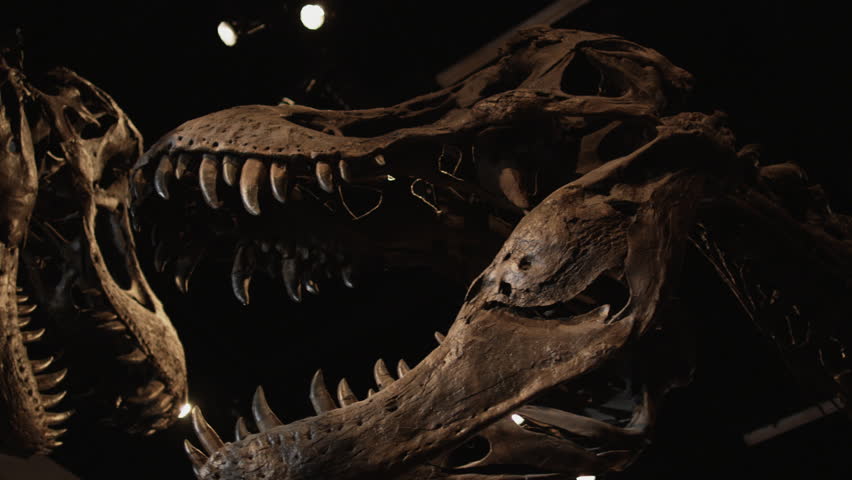 Dinosaur Silhouette Stock Footage Video | Shutterstock