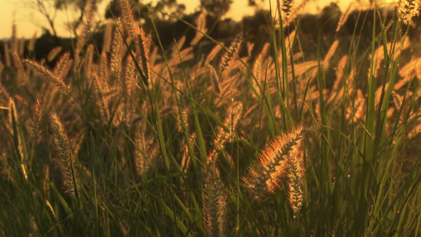 Golden Tall Grass in a Stock Footage Video (100% Royalty-free) 6257864 ...