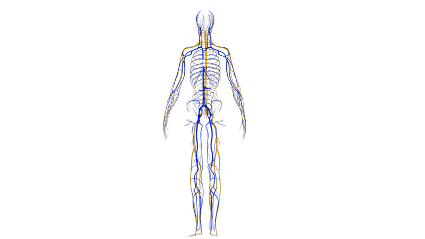 Stock Video Clip of Circulatory system | Shutterstock