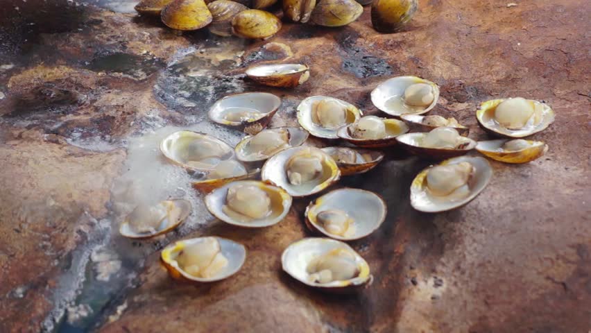 Header of Mollusca