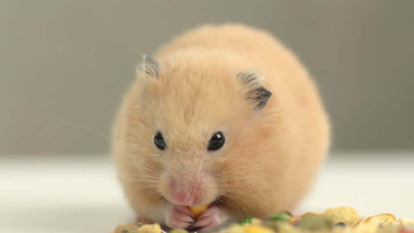 lidl kitten food
