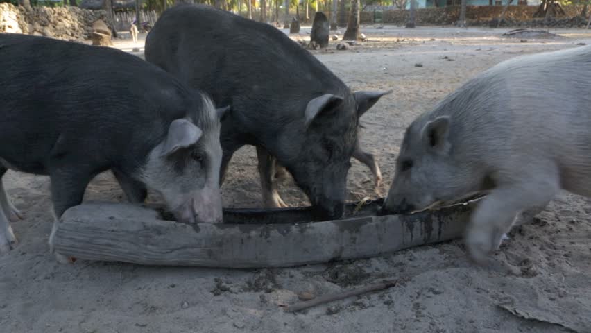 Pigs Feeding From Trough Stock Footage Video 100 Royalty Free