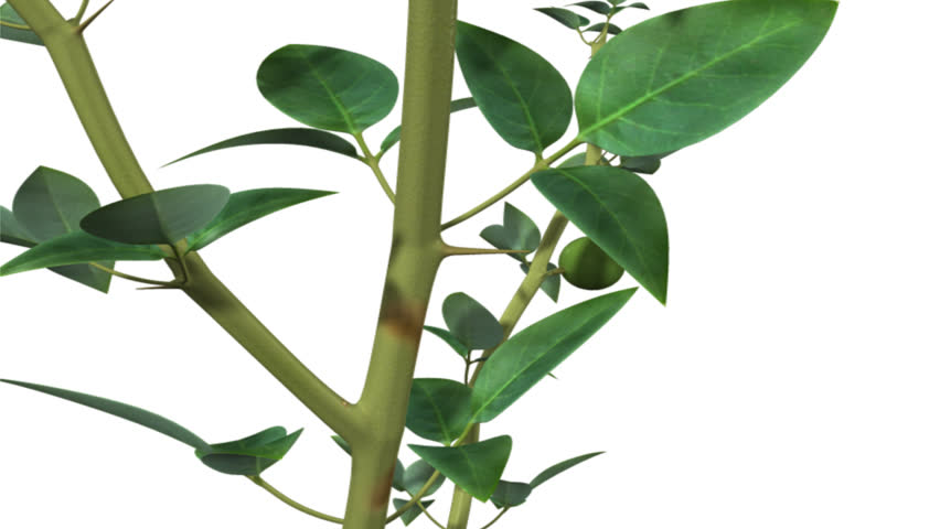 Header of Aegle marmelos