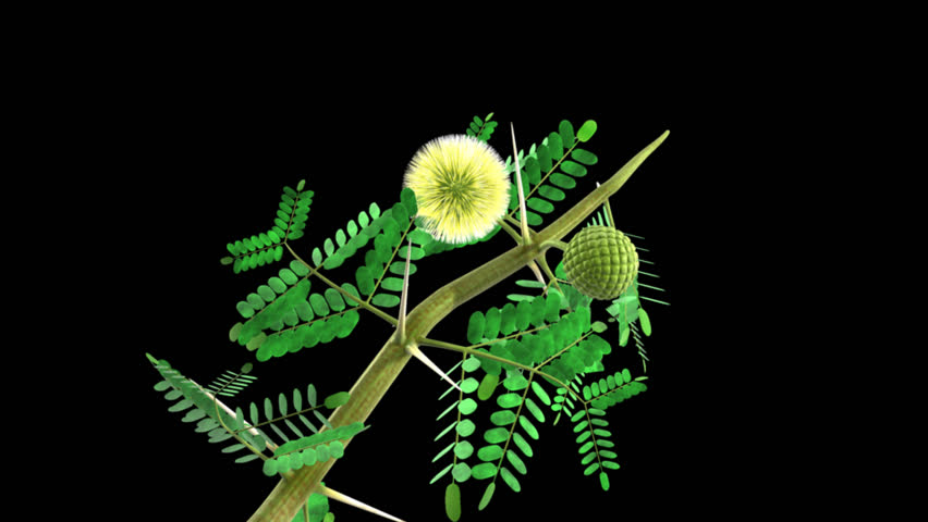 Header of Acacia arabica