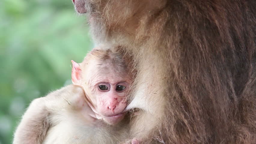 Close Up Of Baby Monkey Stock Footage Video 100 Royalty Free