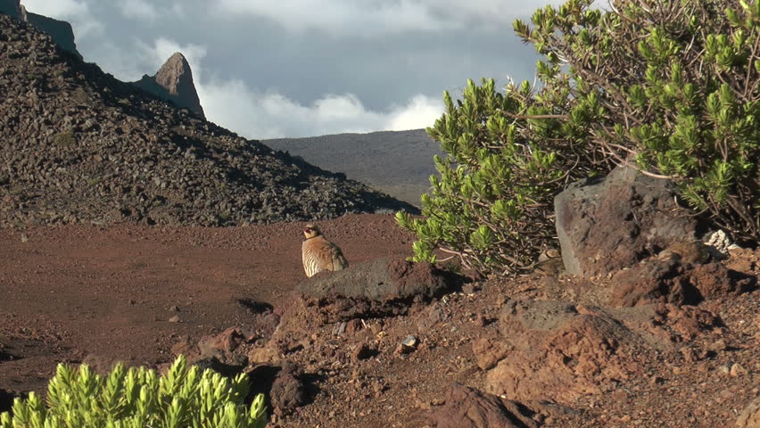 Header of Alectoris chukar