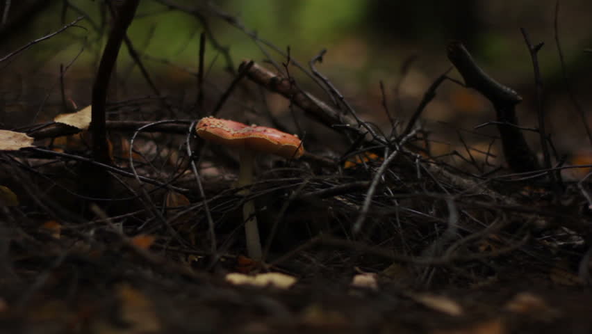 Header of mistaken