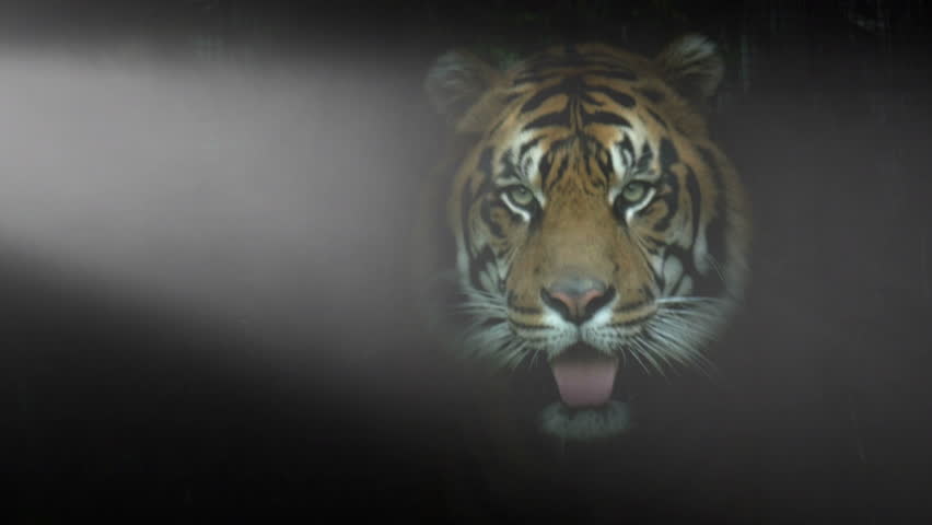Tiger Framed In Dramatic Lighting Stock Footage Video 100 Royalty Free 7403494 Shutterstock Tiger Framed In Dramatic Lighting Stock Footage Video 100 Royalty Free 7403494 Shutterstock