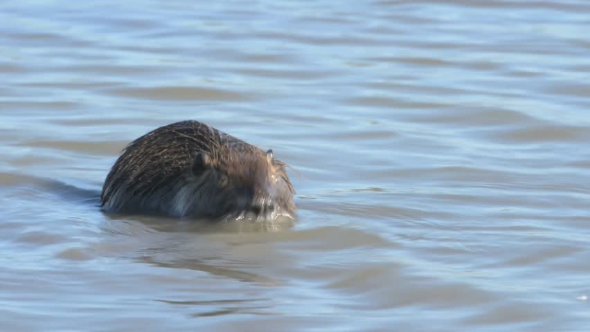 Header of coypu