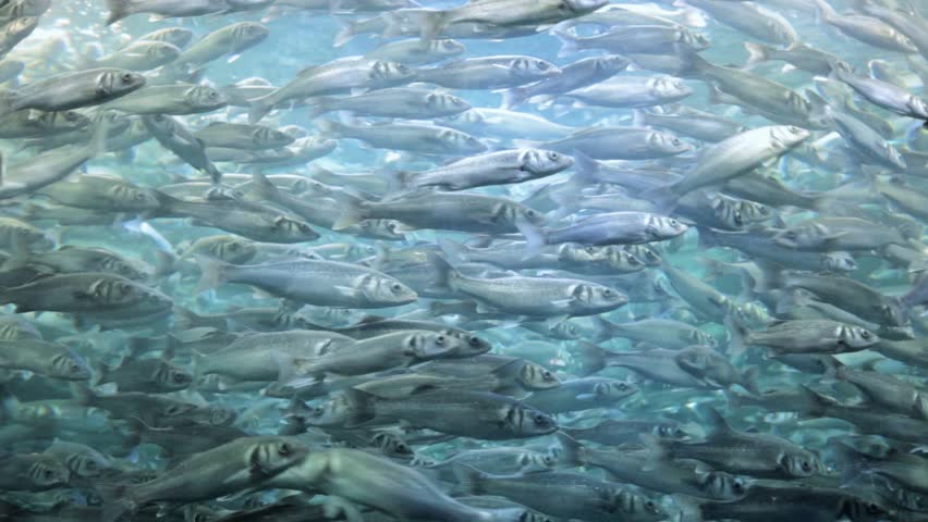 Swarm Of Japanese Pilchards (sardines) Stock Footage Video