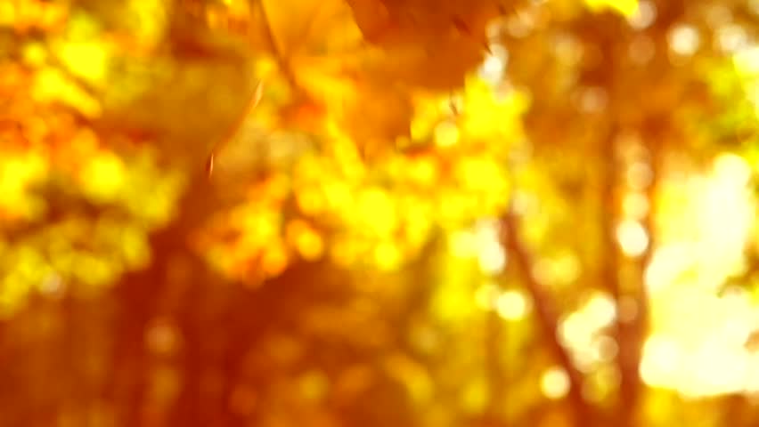 Autumn Falling Autumn Leaves Over Yellow Blurred Fall Autumnal