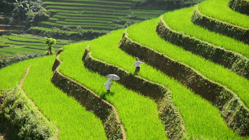 Chinese Rice Farm Mountains