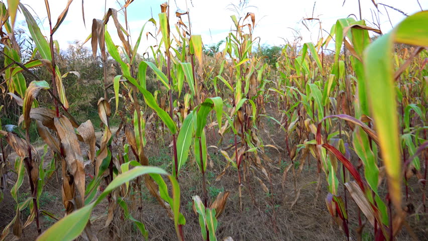 Header of mealie