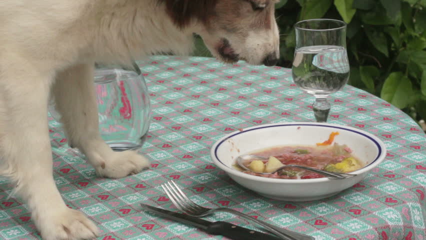 Cheapest Dog Food For Allergies Cheapest Dog Food For Allergies