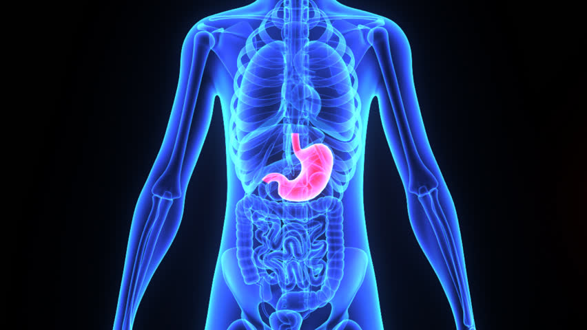 Digestive System Stock Footage Video 7877212 | Shutterstock